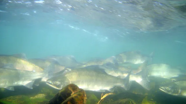 underwater photo of salmon swimming in river