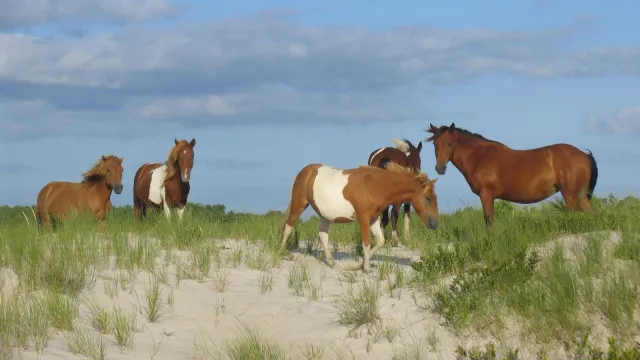 Wild horses on the dunes at Assateague