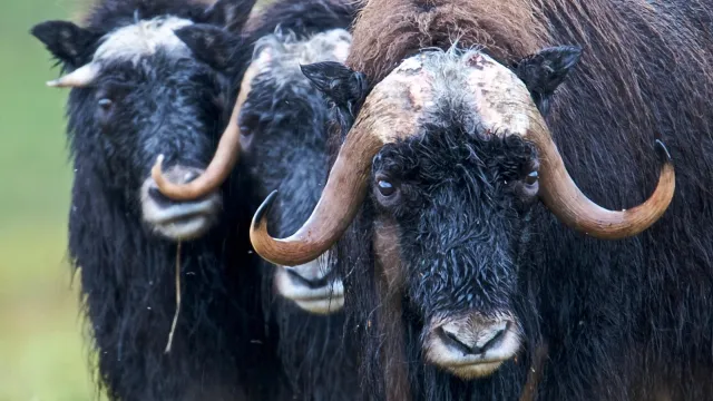 Three wet muskox stand in a line.