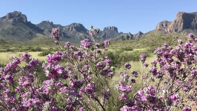 Blooming Cenizo