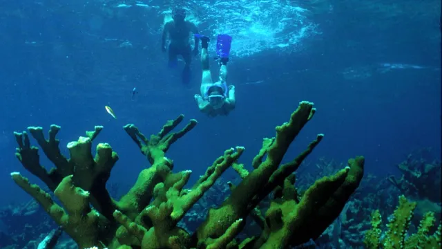 Coral reef with two snorkelers diving below the surface