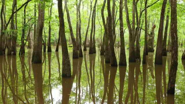 Reflections of twisting tupelo trees in calm water below a green canopy.