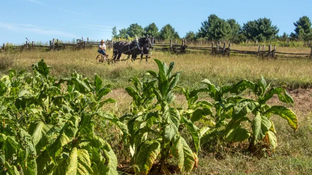 Tobacco field being plowed by man with two draft horses