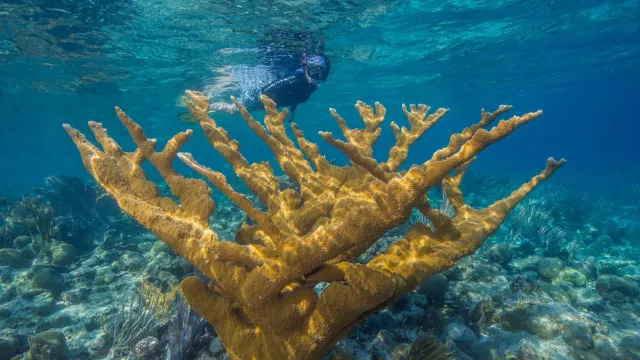 Snorkeler swimming by Elkhorn Coral at Buck Island Reef NM.