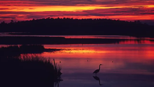 A heron at sunset in the waters and marshes of Blackwater National Wildlife Refuge