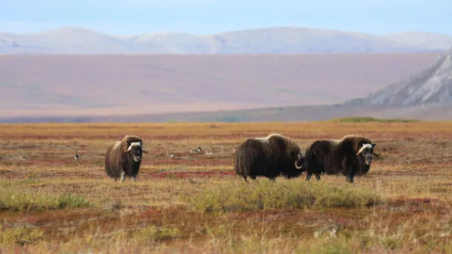 muskox standing on the tundra