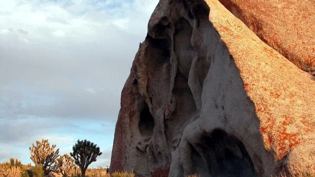 Red rocks frame a stand of Joshua trees and sage brush.
