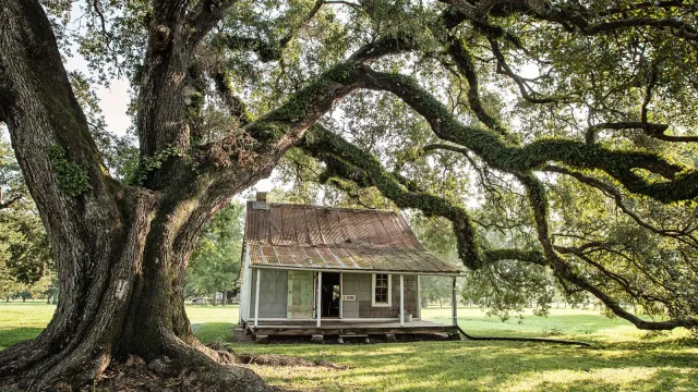 A small cabin sits beneath the branches of a Live Oak in the Oakland Plantation Quarters.