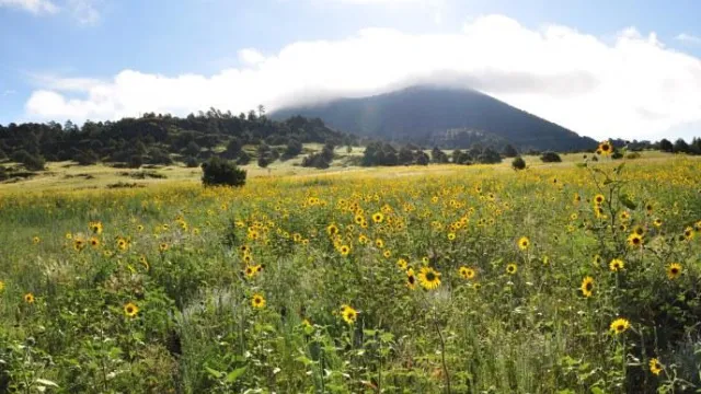 A cloud shrouded volcano rises behind a field of yellow flowers.