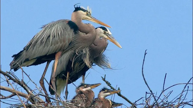 Two adult Great Blue Herons stand watch over their 3 young chicks in the nest.