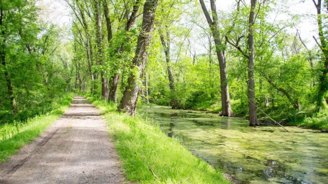 A gravel travel next to a watered canal surrounded by bright greenery