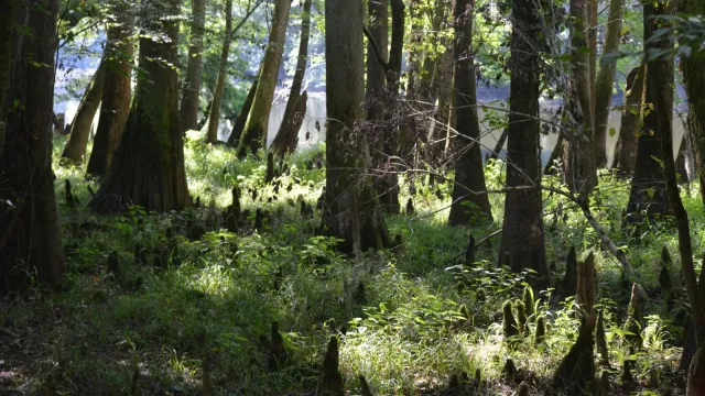 A view of a bottomland/floodplain forest, with wide based cypress and tupelo trees, cypress knees