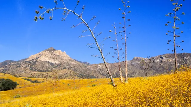 Agave stalks and wildflowers with mountains in the distance