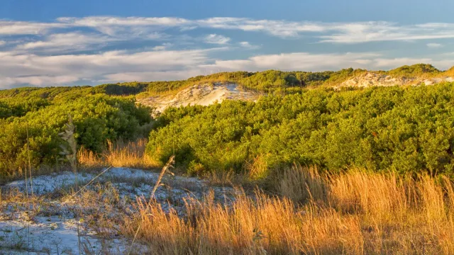 Sand dunes covered with shrubs and grasses