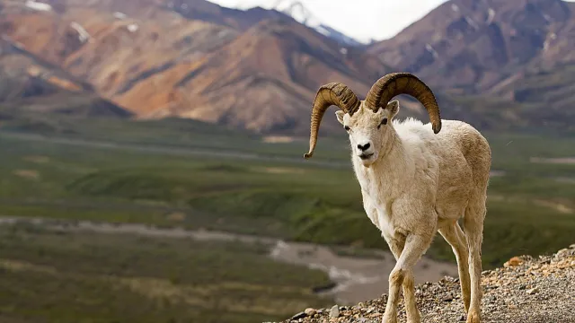 a white colored sheep standing on a mountainside overlooking a green valley