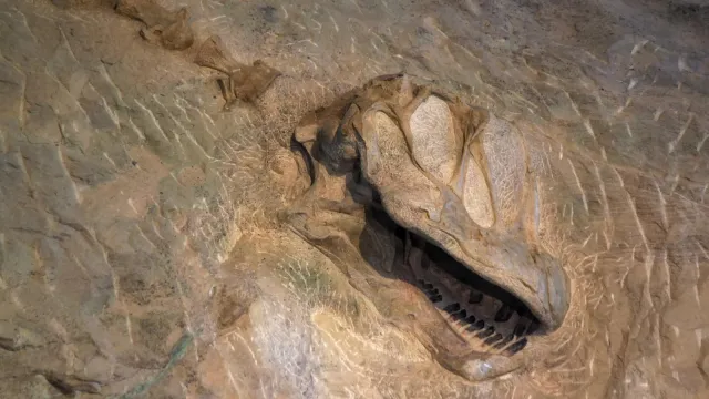 the fossilized skull of camarasaurus dinosaur
