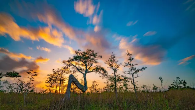 A sunset creates a silhouette of a cypress tree with needle-like leaves that is shaped like an 'N'.