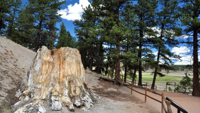 Fossil redwood stump