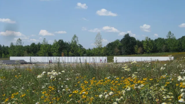 Field of white and yellow wildflowers with a white wall in the distance and blue sky above.