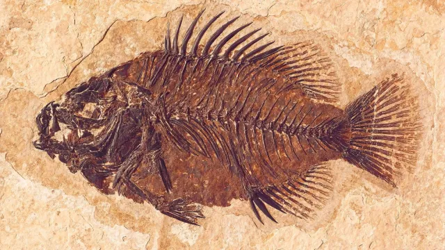 A dark brown, football-shaped fossil fish with a fan-shaped tail and spines standing up on its back.