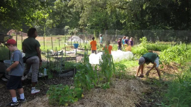 Children plant vegetables at the community gardens