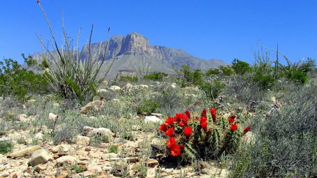 El Capitan with blooming claret cup cacti