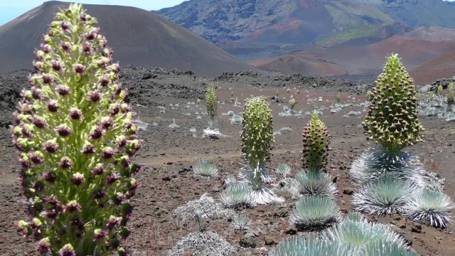 'Ahinahina blooms in Haleakala crater