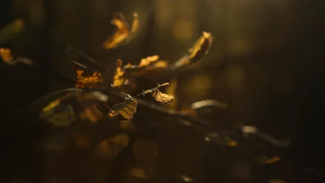 Sunlight shining on back-lit leaves on a branch.