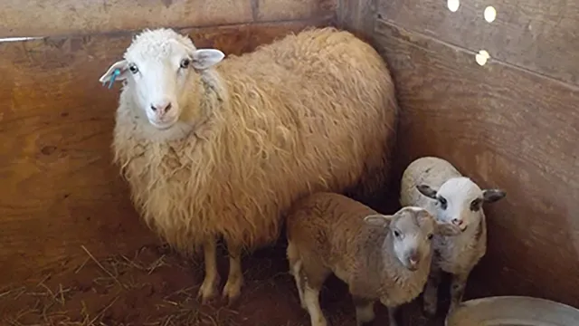Spring lambs with their Navajo-Churro ewe.