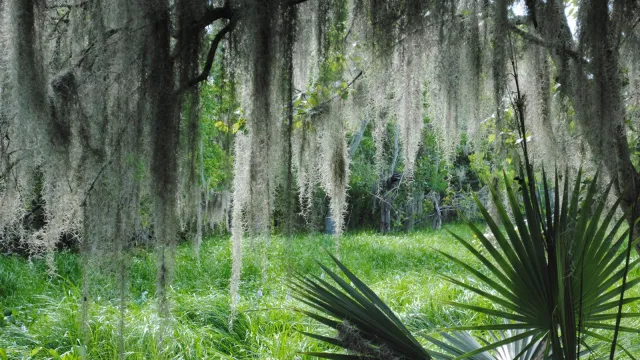 Spanish moss hangs from live oak tree