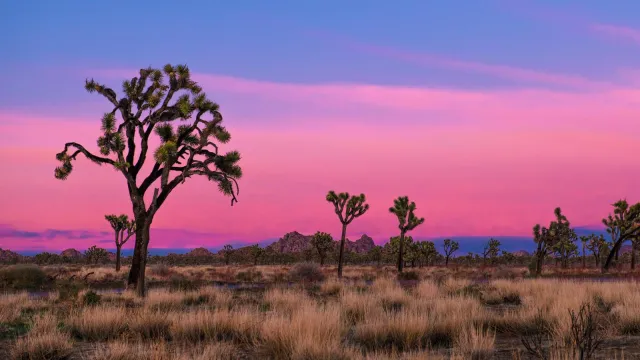 The sky turns hues of pink and purple over a field of Joshua trees.