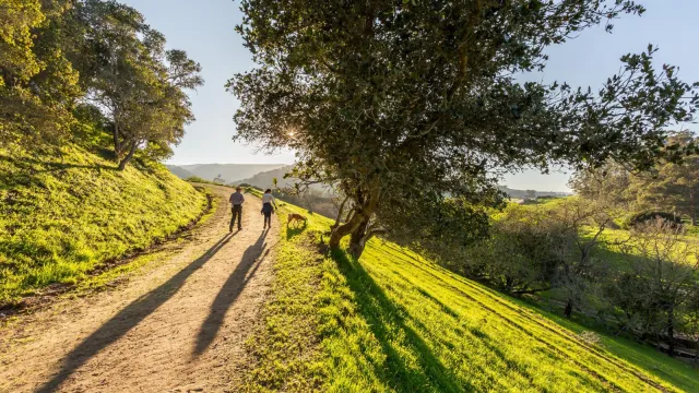 Two people and a dog walk down a dirt trail that cuts into a grassy hill with large trees