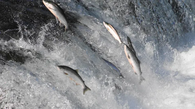 salmon jumping at waterfall