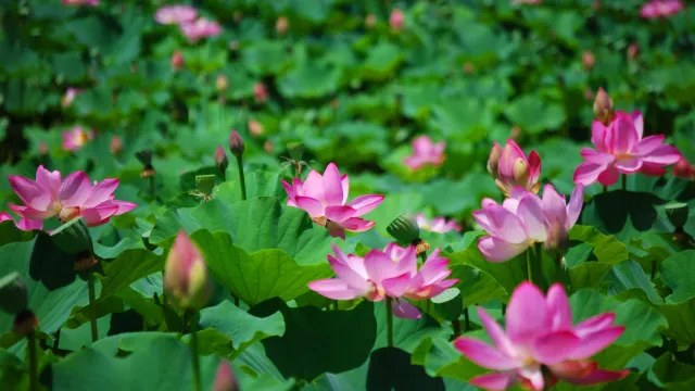 Pink lotus flower blooms in a pond.