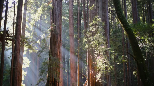 beams of light from the top left corner of the image beam into a forest of towering redwood trunks