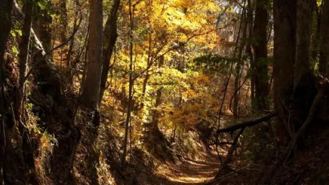 Potkopinu Section of the Natchez Trace National Scenic Trail