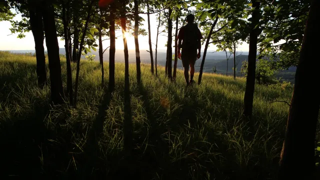 Hiker in trees at overlook with sunset in background