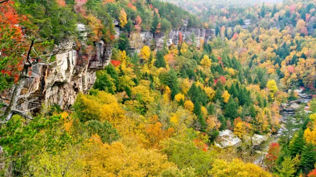 Obed in Fall