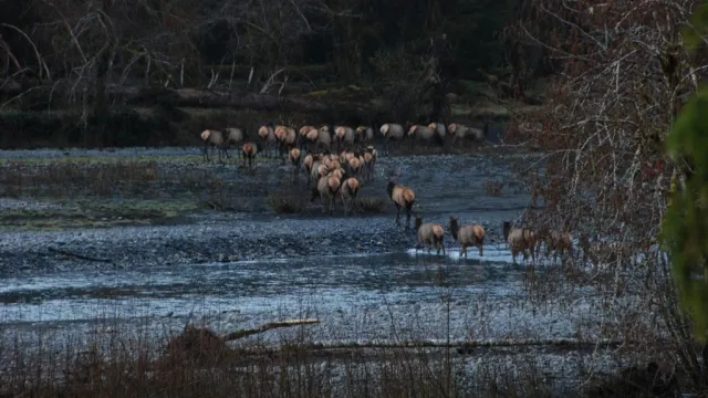 A herd of elk crossing a river.