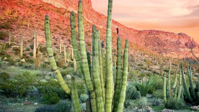 Organ pipe cactus and mountains at sunset