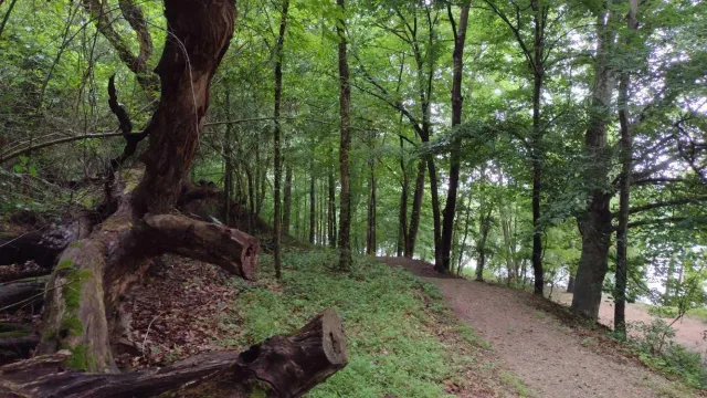 A dirt trail winds along in a forest.
