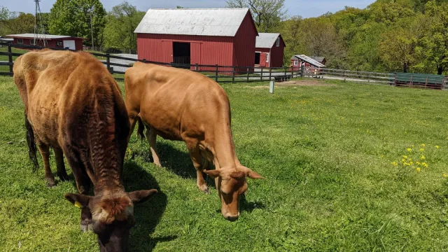 Two brown cows graze in a field