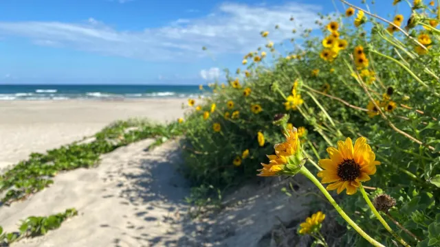 Yellow flowers bloom in the dunes along Malaquite Beach.