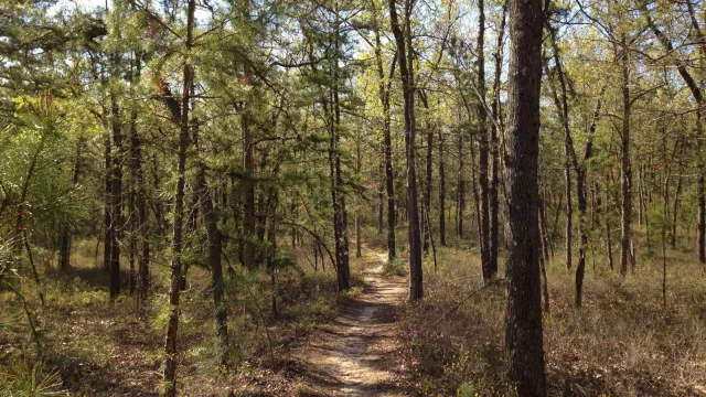 Tall pine trees surround a thin unpaved trail