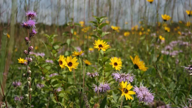 Purple and yellow wildflowers in a field of tall grass