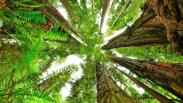 View from forest floor looking straight up. Ferns as seen close up and redwood trunks meet.