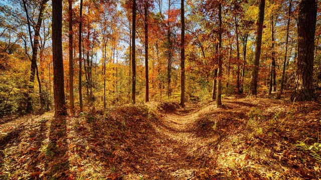 Earthen trenches running through a wooded area of bare trees and fallen autumn leaves.