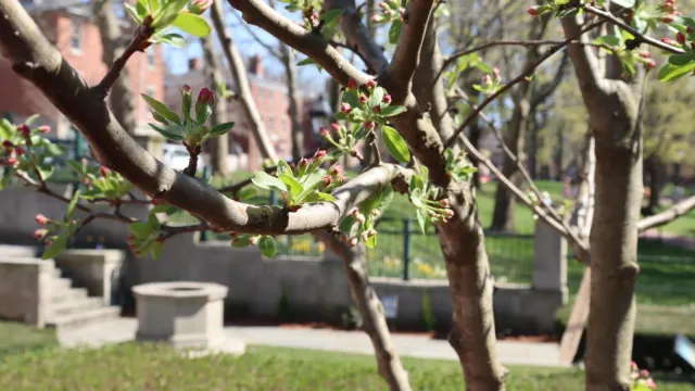 View of the historic well through crabapple trees