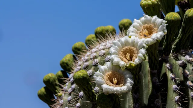 Saguaro flowers