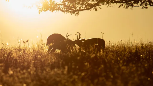 White-tailed bucks sparring in Big Meadows